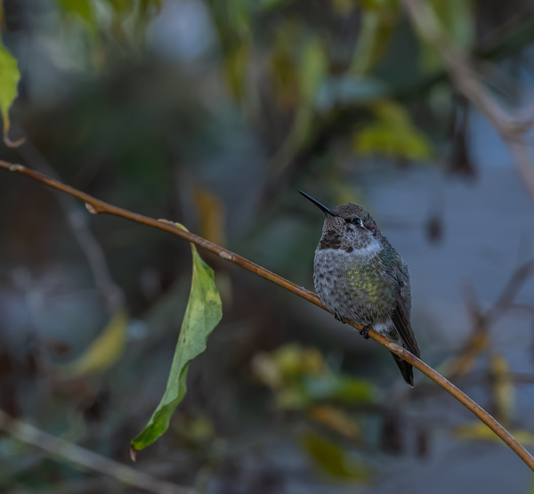 Rufous Hummingbird 3 by Randy Roy Photography