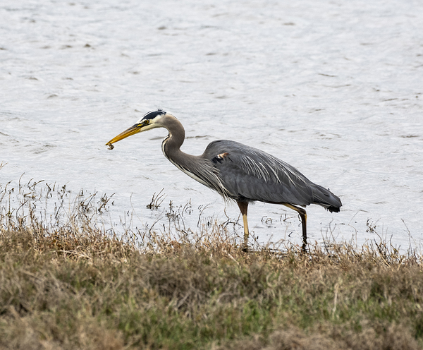 Great Blue Haron by Randy Roy Photography