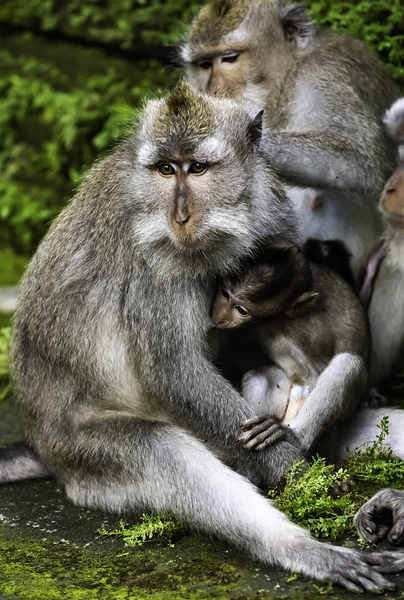 Monkey Forest Bali by Randy Roy Photography