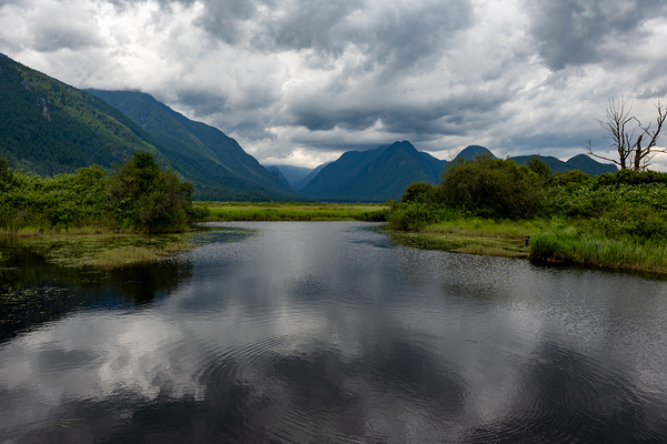 Heron cove Pitt lake B.C by Randy Roy Photography