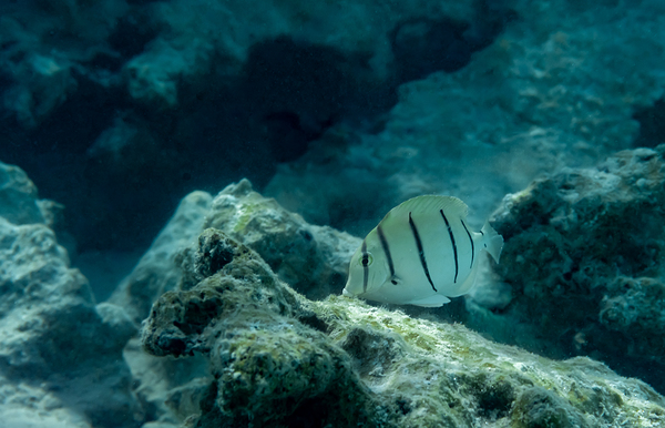 Convict Tang by Randy Roy Photography