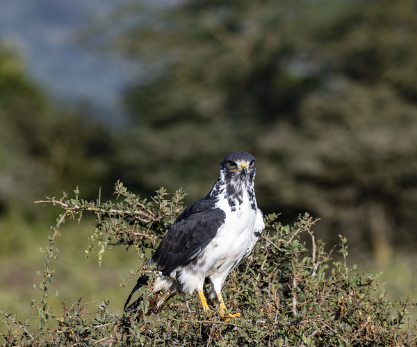Augur Buzzard Lake Nakuru Lodge Africa  by Randy Roy Photography
