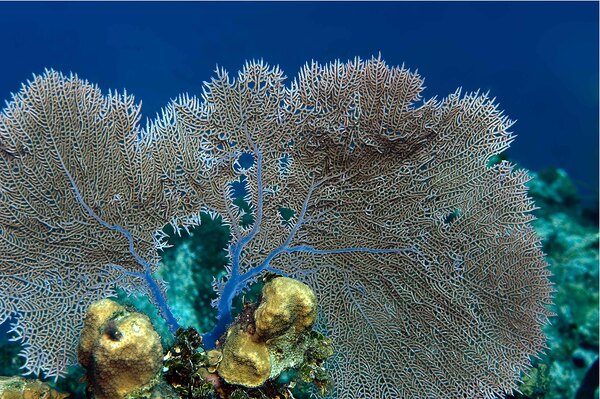Fan coral by Randy Roy Photography