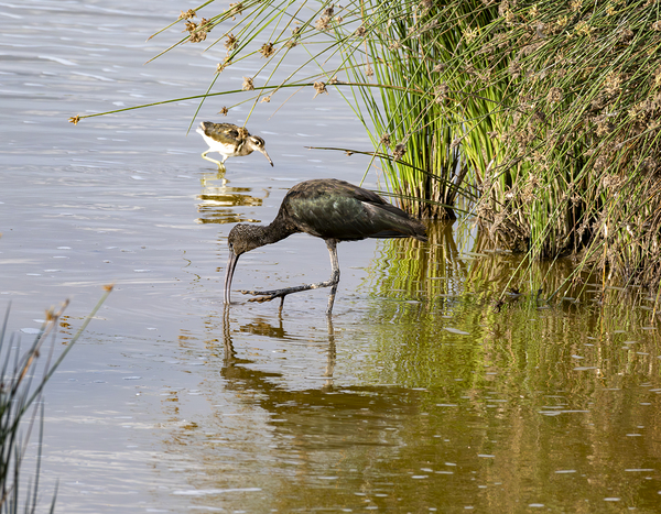 White faced Ibis Sweetwaters kenya by Randy Roy Photography