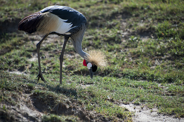 Crowned Crane by Randy Roy Photography