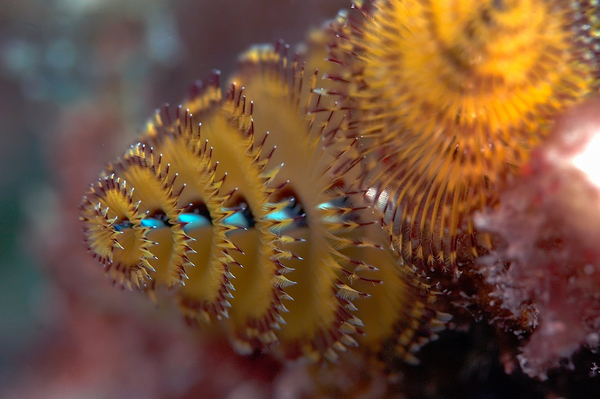 Chritmas tree worm by Randy Roy Photography