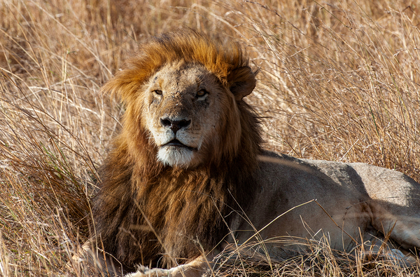 Lion Masai Mara kenya Africa by Randy Roy Photography
