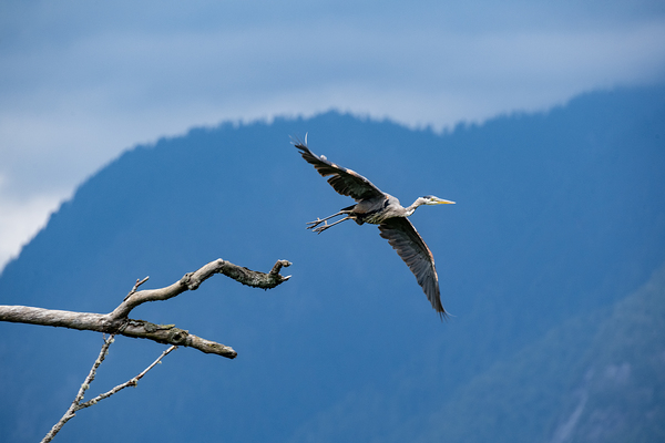 Great blue heron Pitt lake B.C by Randy Roy Photography