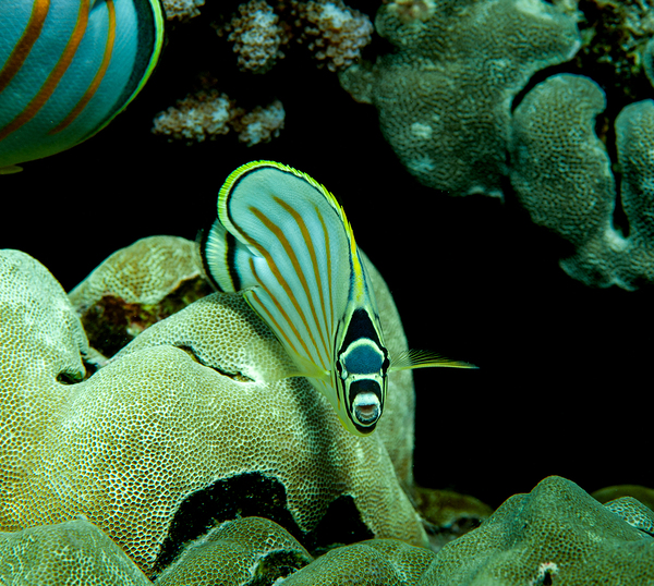 Ornate butterfly fish place of refuge hawaii by Randy Roy Photography