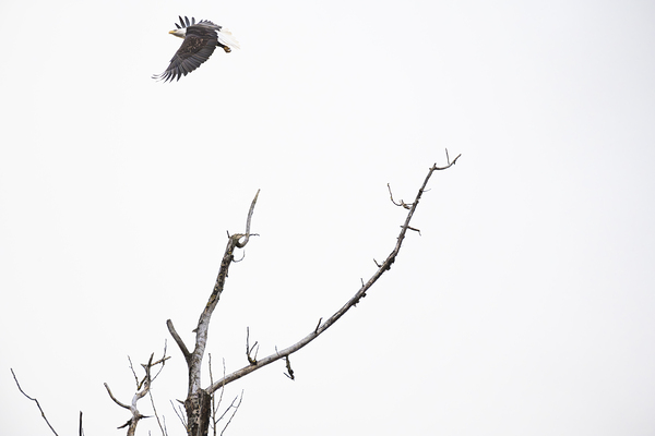 Eagle soaring over a tree by Randy Roy Photography