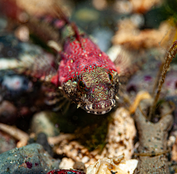 Scalyhead sculpin Keystone jetty Washington state  by Randy Roy Photography