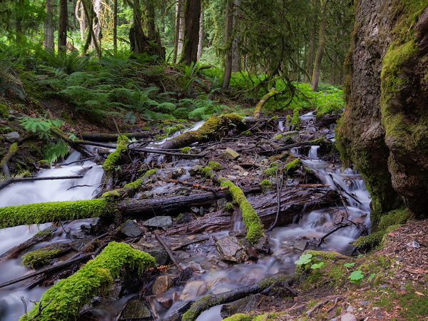 Bridal falls British Columbia creek 2 by Randy Roy Photography