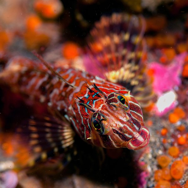 Longfin sculpin Keystone jetty Washington state by Randy Roy Photography