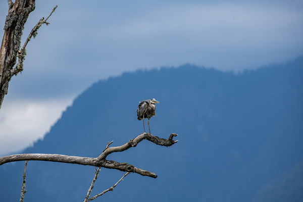Great blue heron Pitt lake B.C by Randy Roy Photography