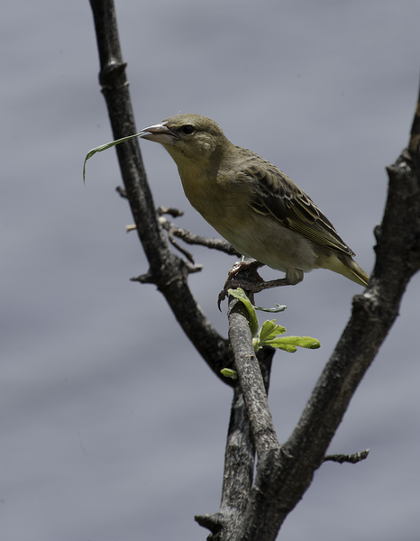 Little weaver by Randy Roy Photography