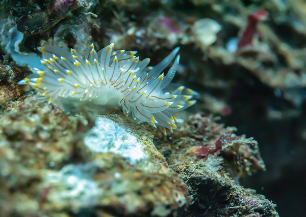 White tipped nudibranch by Randy Roy Photography