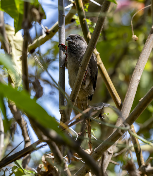 Speckled mousebird Sweetwaters kenya by Randy Roy Photography