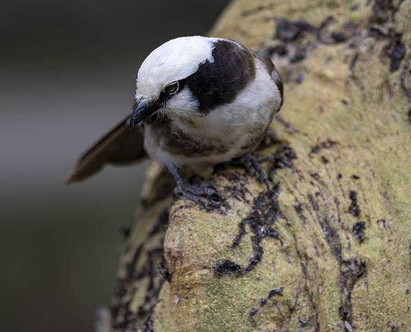 Southernwhite crowned shrike Sweetwaters kenya by Randy Roy Photography