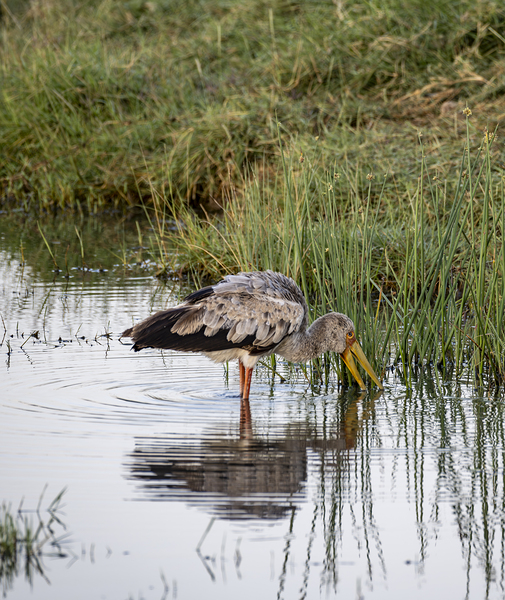 Yellow billed stork Lake Nakuru kenya by Randy Roy Photography
