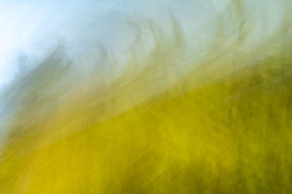 On the lake bog Houston trail Fort Langley British Columbia Canada 2 by Randy Roy Photography