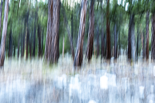 ICM forest Monck Park Nicola Valley B.C by Randy Roy Photography