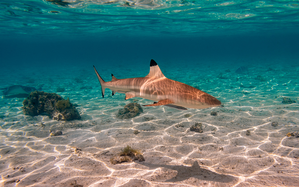 Black Tip Shark 2 by Randy Roy Photography
