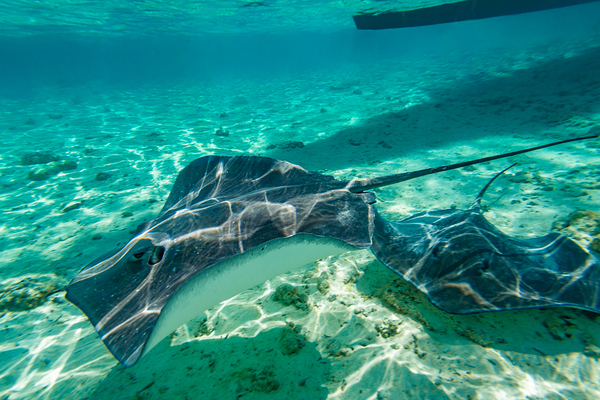 Sting rays by Randy Roy Photography