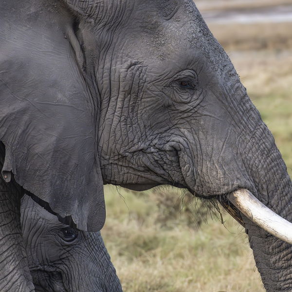 Elephant with baby Amboseli National Park Kenya  by Randy Roy Photography