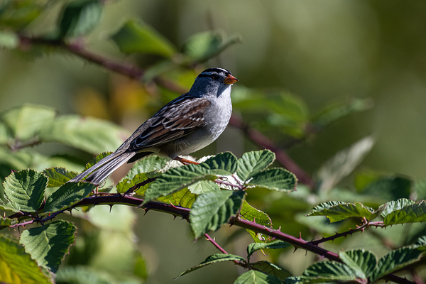 Chickadee by Randy Roy Photography
