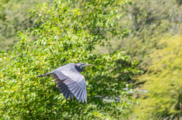rifel bird sanctuary by Randy Roy Photography