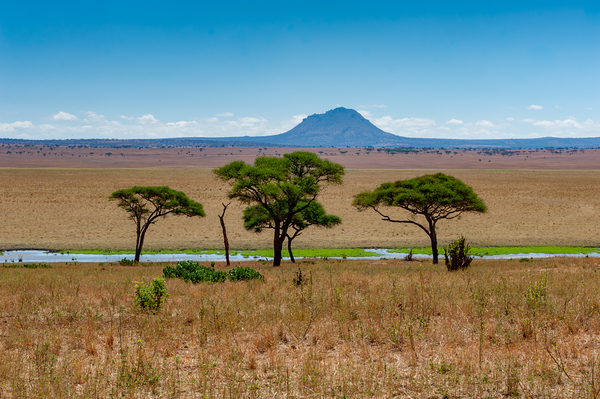 Tarangire National Park Tanzania Africa Print