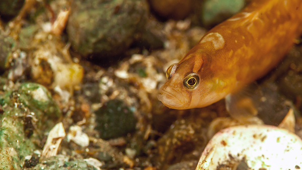 Gunnel Mukilteo Washington USA by Randy Roy Photography