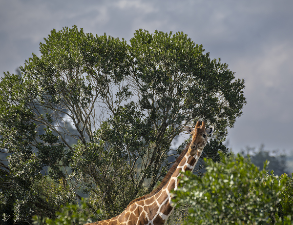 Giraffe Sweetwaters kenya by Randy Roy Photography