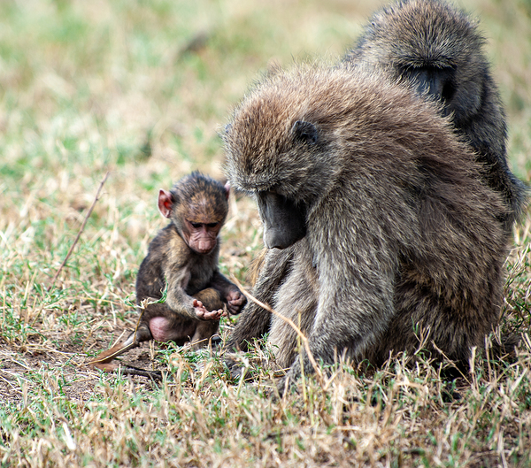 Baboon Lake Nakuru Africa by Randy Roy Photography