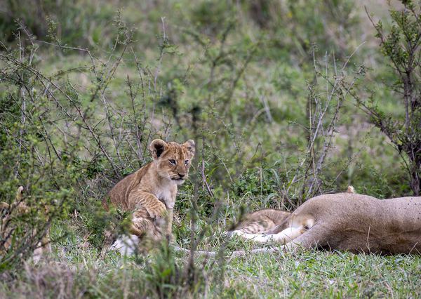 Lion cub masai mara by Randy Roy Photography