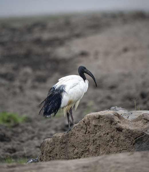 Ibis bird Sweetwaters kenya by Randy Roy Photography