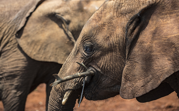 Orphaned elephants rehab center Sheldrick wildlife by Randy Roy Photography