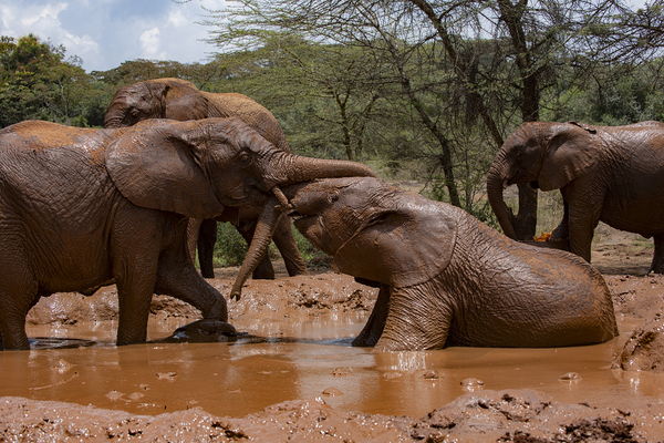 Orphaned elephants rehab center Sheldrick wildlife by Randy Roy Photography