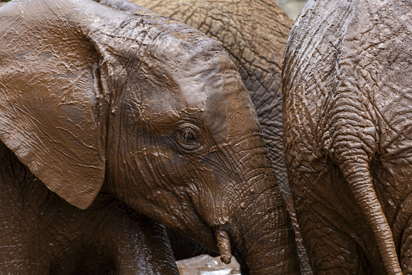 Orphaned elephants rehab center Sheldrick wildlife by Randy Roy Photography