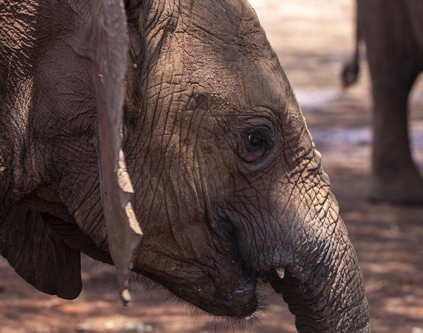 Orphaned elephants rehab center Sheldrick wildlife by Randy Roy Photography