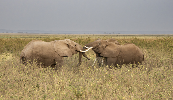 African elephant Amboseli National Park Kenya by Randy Roy Photography