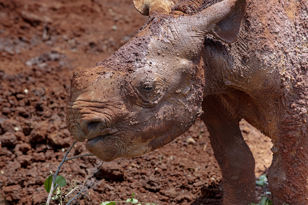 Sheldrick wildlife trust Nairobi by Randy Roy Photography