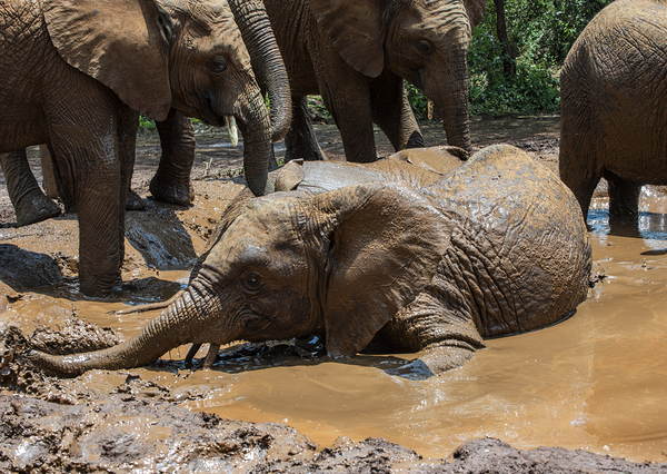 Orphaned elephants rehab center Sheldrick wildlife by Randy Roy Photography