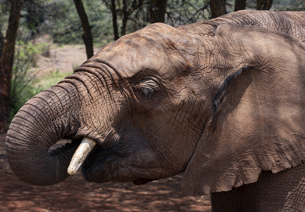 Orphaned elephants rehab center Sheldrick wildlife by Randy Roy Photography