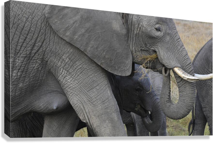 African grey elephants Amboseli National Park Kenya Canvas Print