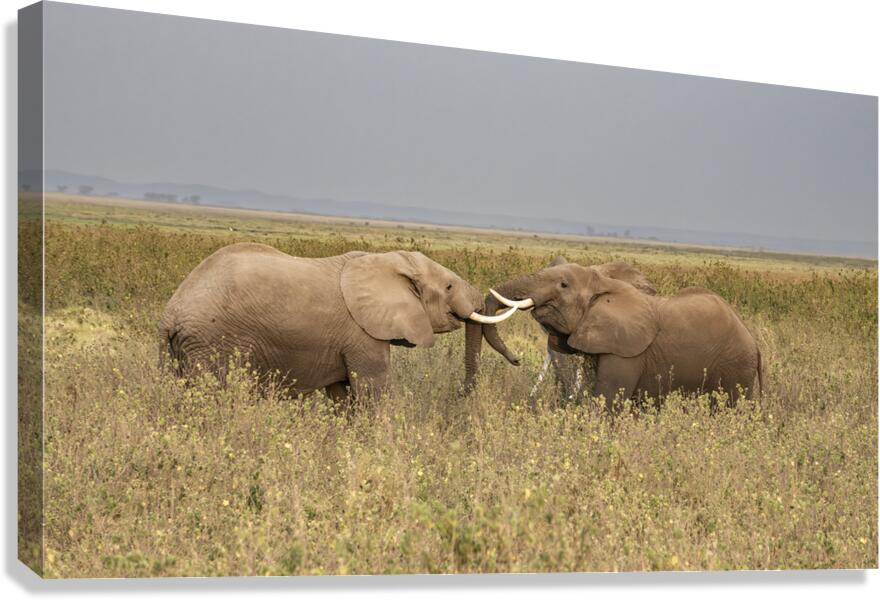 African elephant Amboseli National Park Kenya Canvas Print