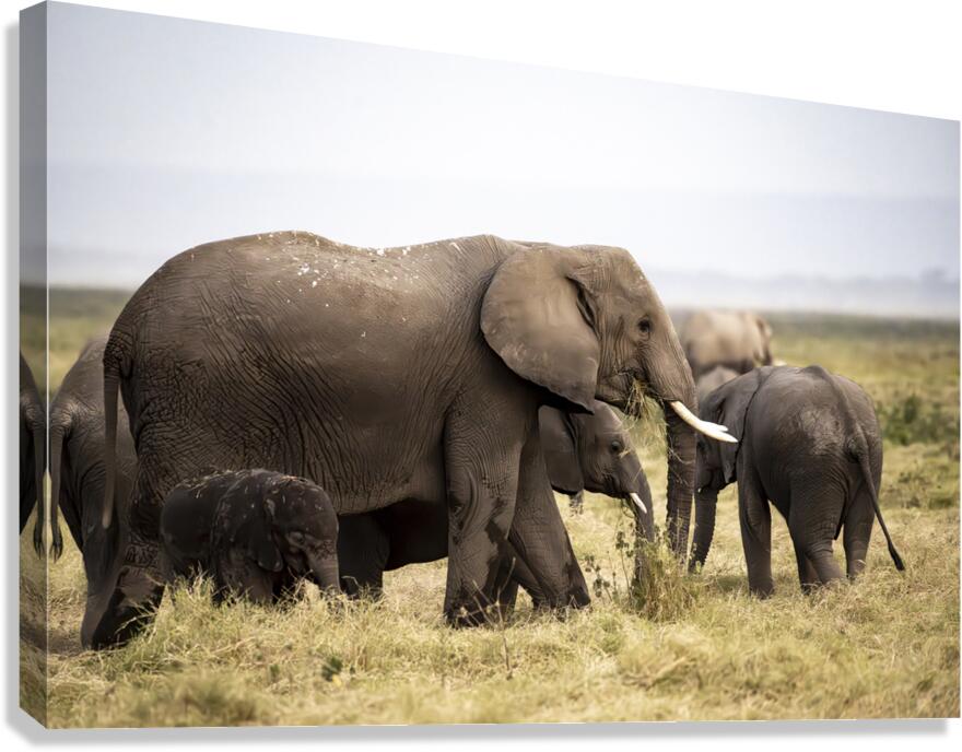 African elephants Amboseli National Park Kenya Canvas Print