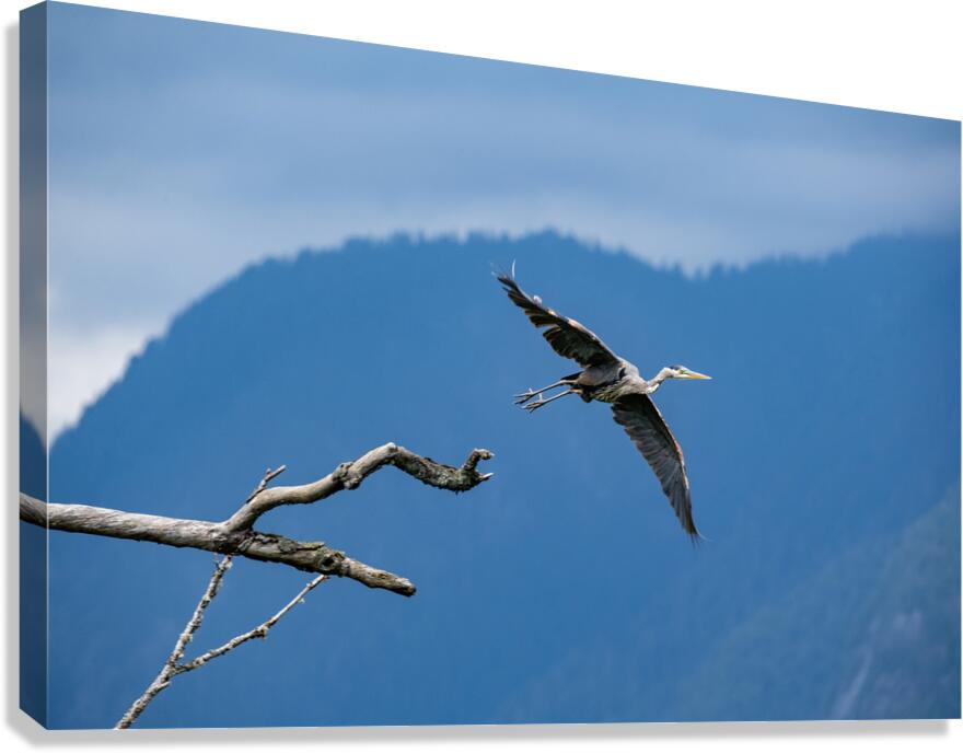 Great blue heron Pitt lake B.C Canvas Print