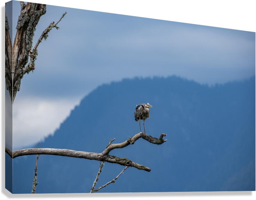 Great blue heron Pitt lake B.C Canvas Print