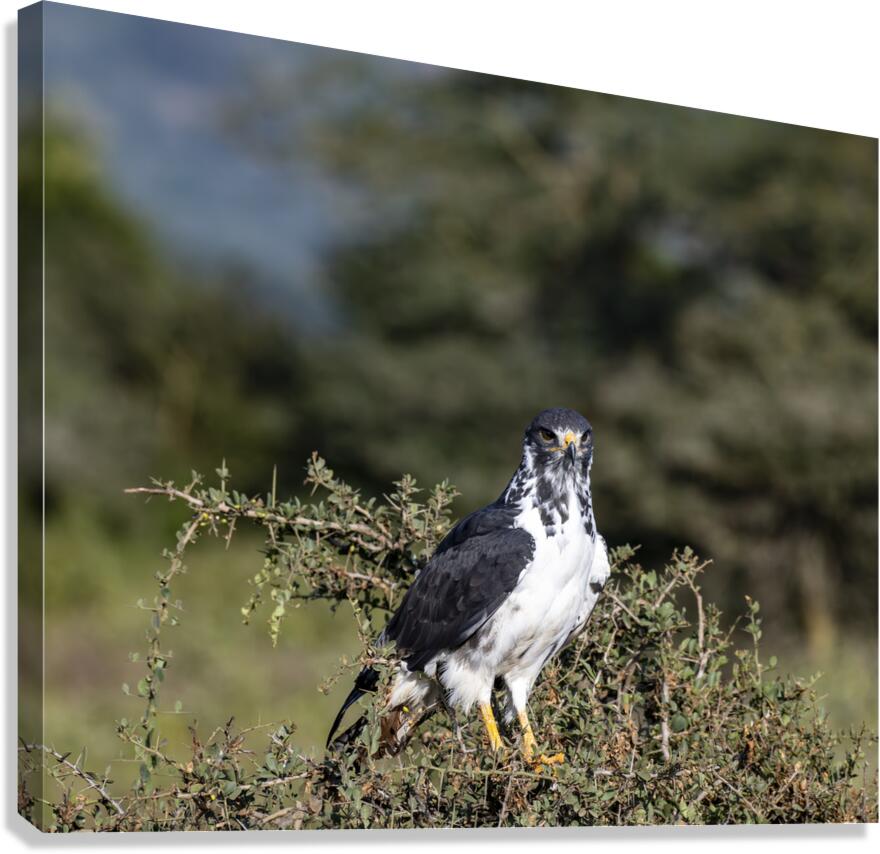 Augur Buzzard Lake Nakuru Lodge Africa  Canvas Print